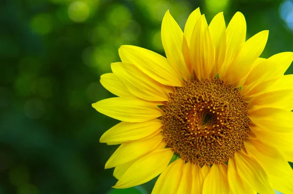 Ayçiçeğine yaklaş