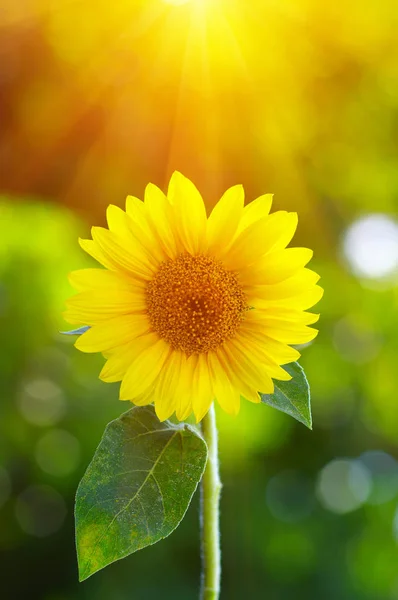 Nahaufnahme von Sonnenblumen — Stockfoto