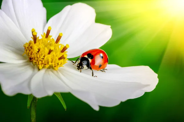 Uğur böceği ve çiçek — Stok fotoğraf