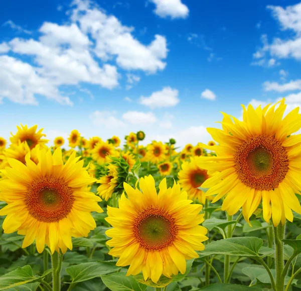 Sunflowers field on sky — Stock Photo, Image