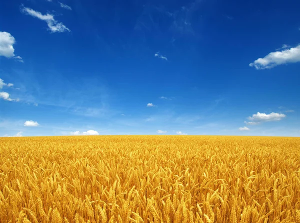 Campo de trigo e céu — Fotografia de Stock