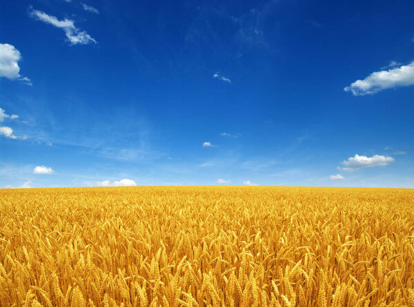wheat field and sky 