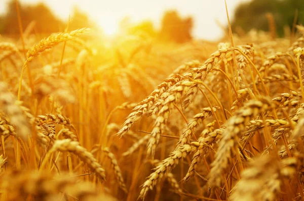 Campo de trigo al sol —  Fotos de Stock