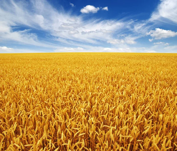 Wheat field and sky — Stock Photo, Image