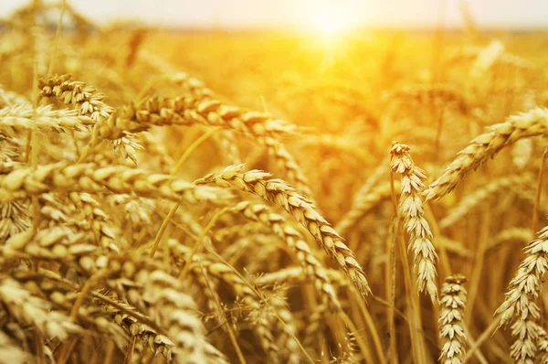 Pšeničné pole na slunci — Stock fotografie