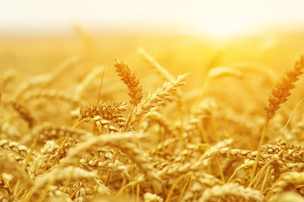  Buğday alan tarih Pzr