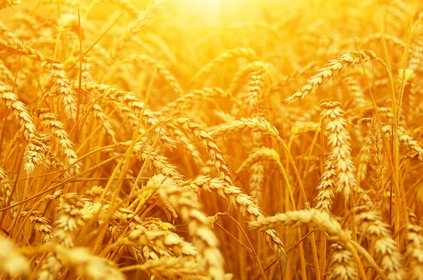 Пшеничное поле на солнце — стоковое фото