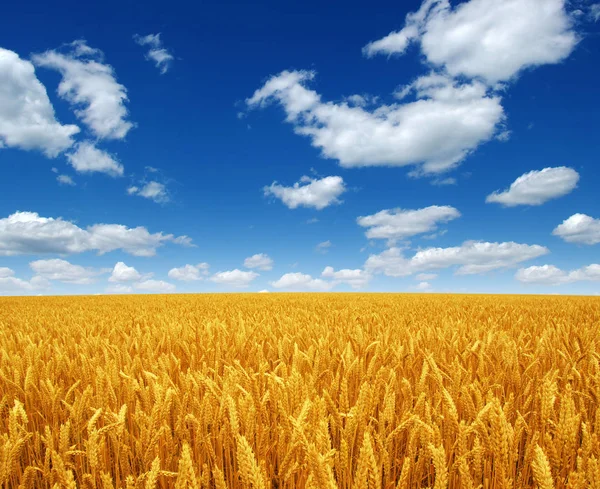 Campo de trigo y cielo — Foto de Stock