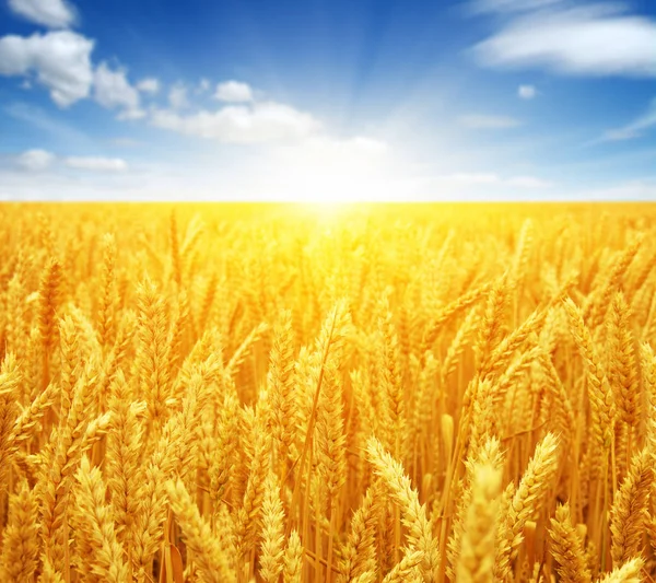 Пшеничное поле и солнце — стоковое фото