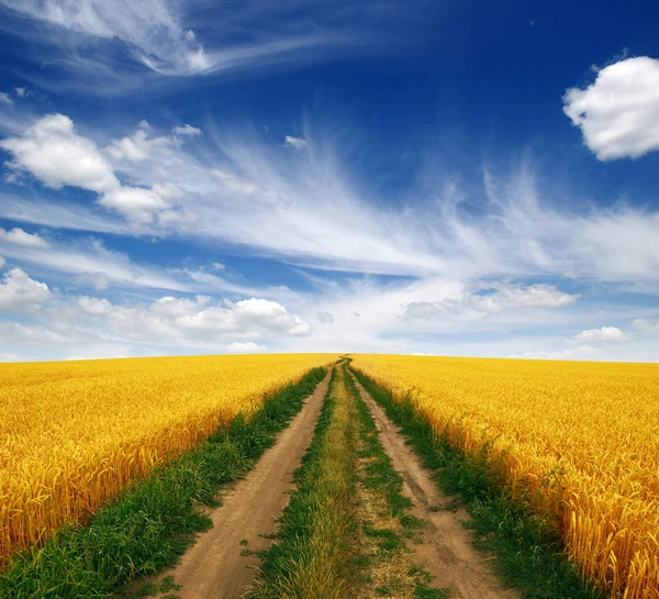 Campo de trigo e céu — Fotografia de Stock