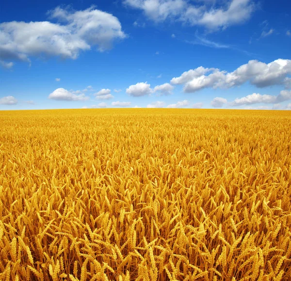 Campo de trigo y cielo — Foto de Stock