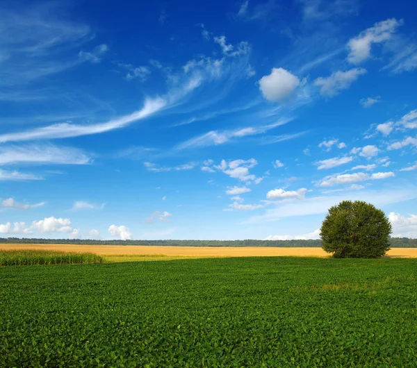 Hierba verde y árbol — Foto de Stock