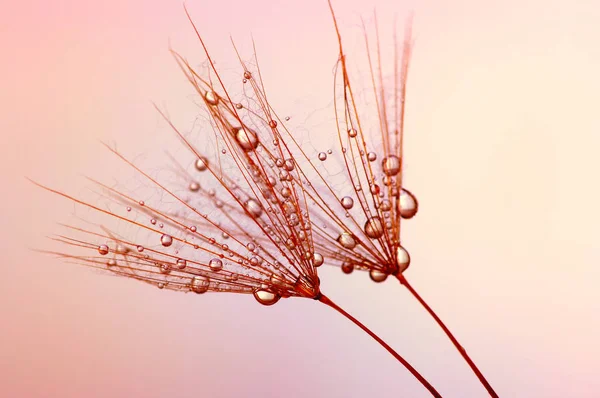 水でタンポポの花 — ストック写真