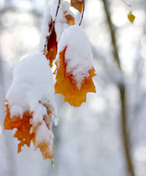Yellow leaves in snow — Stock Photo, Image
