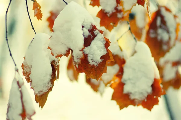 Feuilles jaunes dans la neige — Photo