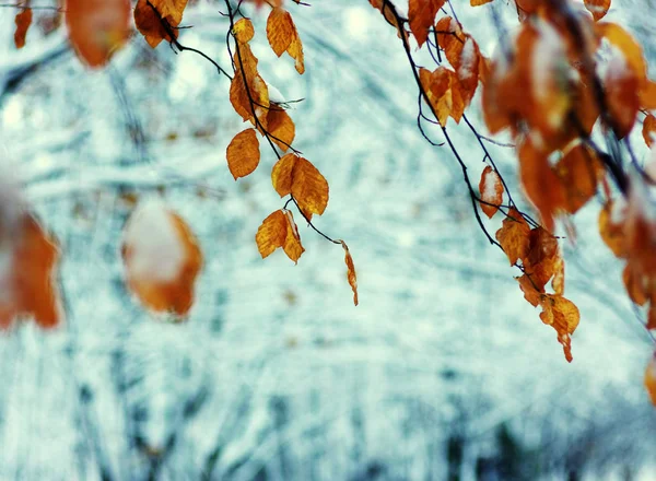 Feuilles jaunes dans la neige — Photo