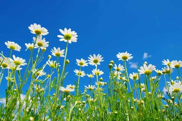 Weiße Gänseblümchen am blauen Himmel — Stockfoto
