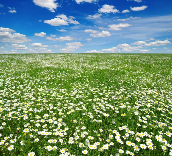 Weiße Gänseblümchen am blauen Himmel — Stockfoto