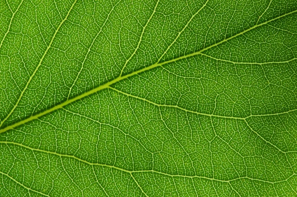 Zelená listová texturu — Stock fotografie