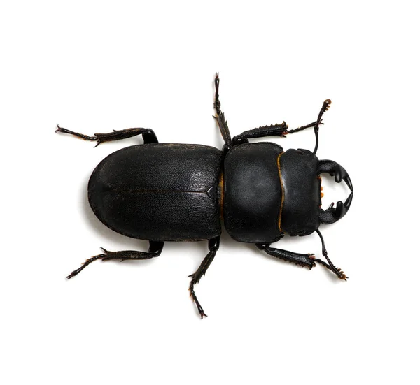 Escarabajo negro sobre blanco — Foto de Stock