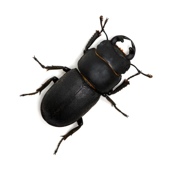 Black beetle on white — Stock Photo, Image