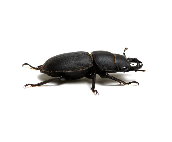 Escarabajo negro sobre blanco —  Fotos de Stock