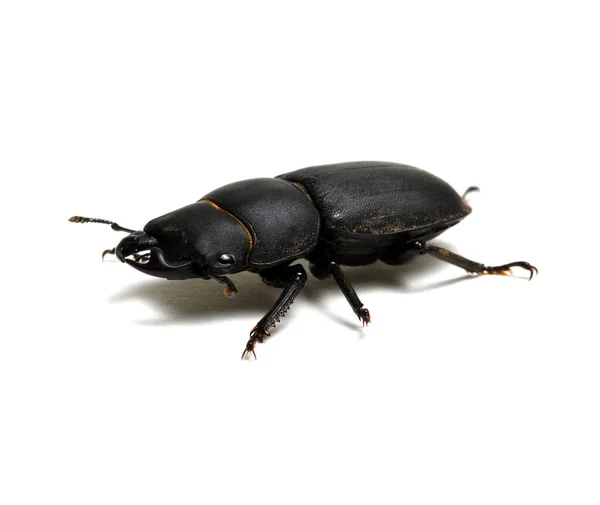Schwarzer Käfer auf weiss — Stockfoto