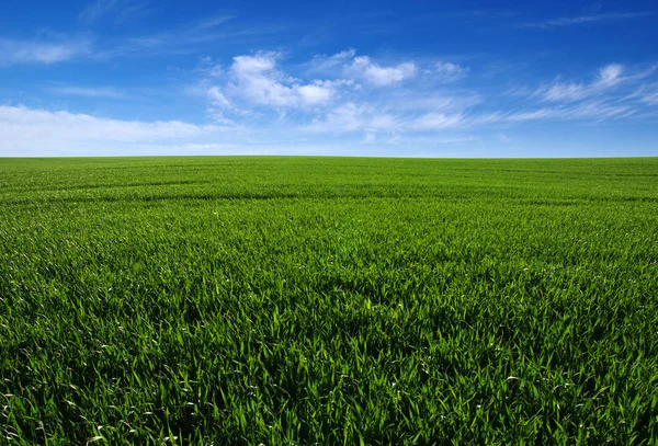 Campo y cielo — Foto de Stock