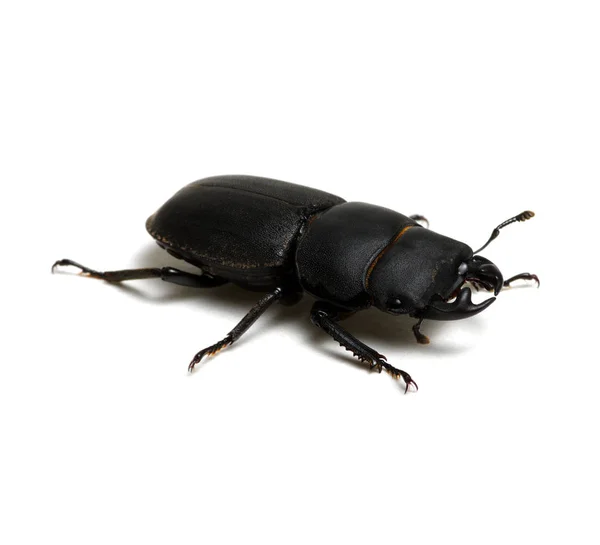 Чёрный жук на белом — стоковое фото