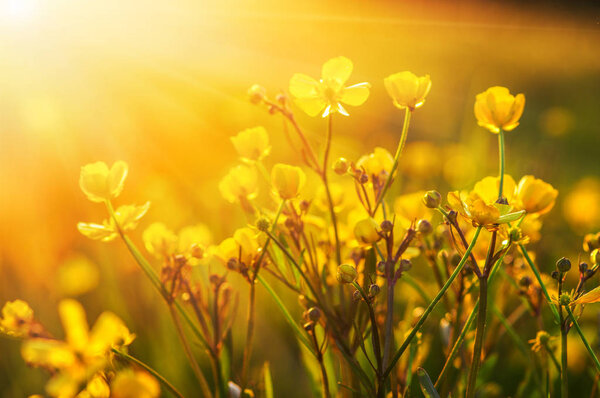 field of spring flowers 