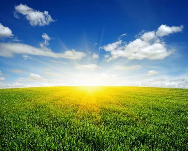 Field and sun — Stock Photo, Image