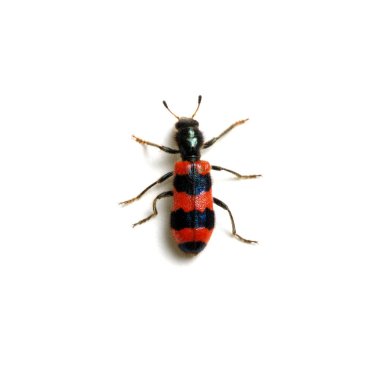 bir beyaz üzerine kırmızı beetle 