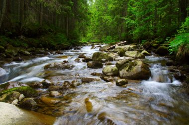 Yeşil ormandaki nehir dağ