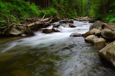 Yeşil ormandaki nehir dağ