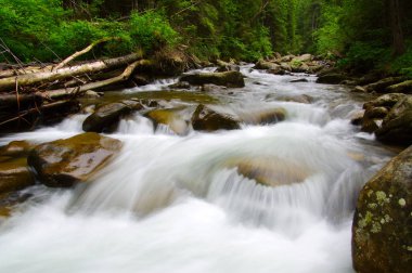Yeşil ormandaki nehir dağ