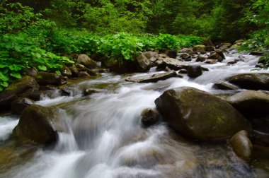 Yeşil ormandaki nehir dağ