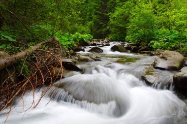 Yeşil ormandaki nehir dağ