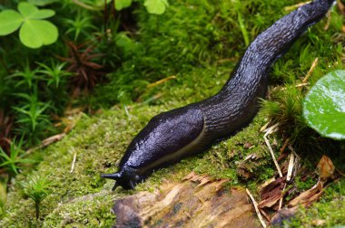 ormandaki Slug