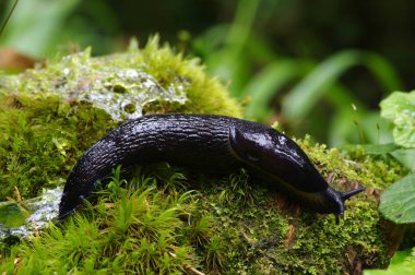 ormandaki Slug