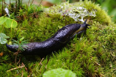 ormandaki Slug