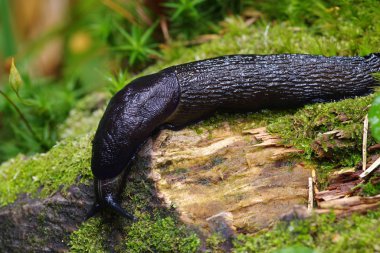 ormandaki Slug