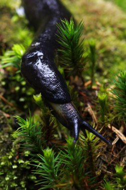 ormandaki Slug