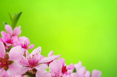 Bahar çiçeği yumuşak ile arka plan bulanıklık