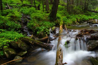 ormandaki nehir dağ.
