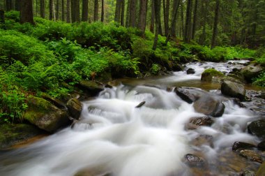 ormandaki nehir dağ.