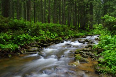 ormandaki nehir dağ.