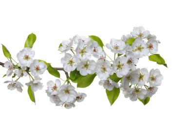  çiçekleri beyaz izole