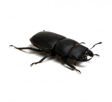 beyaz üzerine siyah böceği 