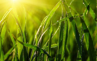  çim ve güneş ışığı