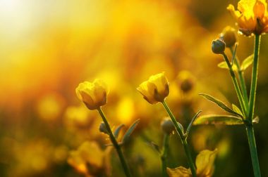 Bahar Çiçekleri Tarlası 